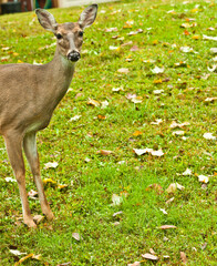 Naklejka na ściany i meble front view, medium distance, of front third, of a white tailed doe, spooked by a noise, while grassing grass , in blue ridge mountain, in autumn