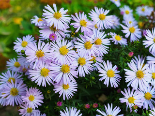 Symphyotrichum novae-angliae on a flowerbed in a park in November