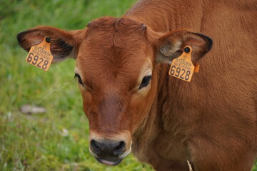 Photo of a small cow in a green background