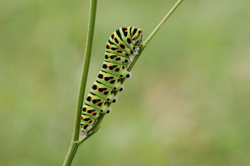 Schwalbenschwanz (Papilio machaon) 