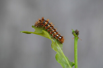 Ampfer-Rindeneule (Acronicta rumicis) 