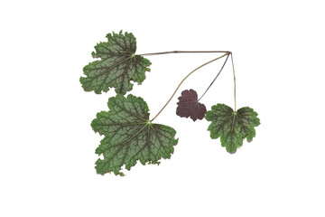 Dried autumn vine leaves arranged in a border corner design and isolated on a white background. 