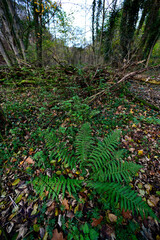 Adlerfarn (Pteridium aquilinum) im Herbstwald (Burgholz, Wuppertal)