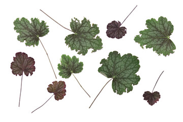 Dried autumn vine leaves arranged in an ornamental design isolated on a white background. 