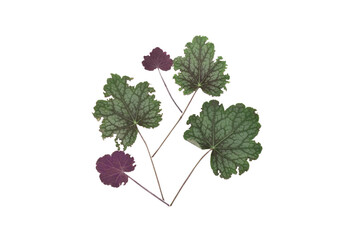 Dried autumn vine leaves arranged in an ornamental design and isolated on a white background. 