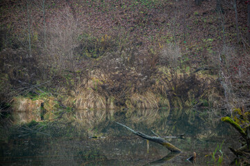 reflections in the lake water at sunrise. Nature Landscape