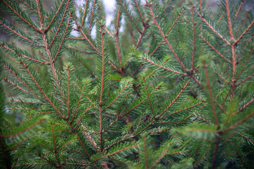 Fir tree brunch close up. Shallow focus. Fluffy fir tree brunch close up. Christmas wallpaper concept. Copy space.