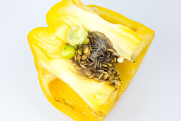 Rotten and Moldy yellow pepper on the white background. Bad conditions of preservation. Close up, Spoiled  food. Fungus illness.