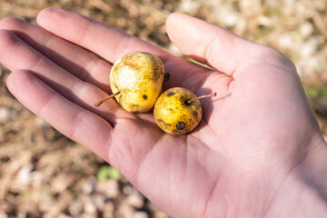 Small Rotten and Moldy apples fruit on the mans hand. Bad conditions of preservation. Close up,...