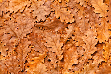 Lots of autumn oak leaves. Fallen foliage background.