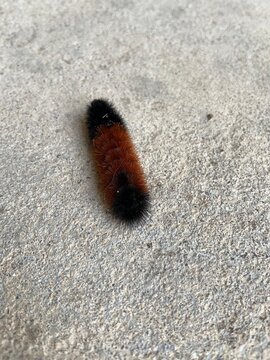 close up of a woolly bear caterpillar