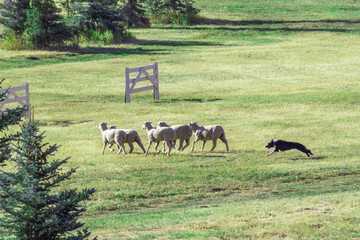 Dog herding a group of sheep on a sheepdog competition, Utah, USA