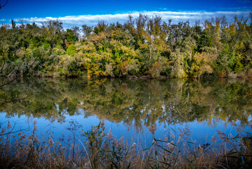 Paisaje de bosque verde oscuro Hermoso bosque con suelo cubierto de musgo y rayos del sol a través de los árboles