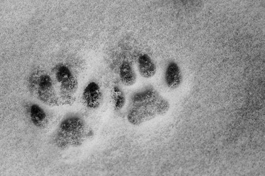 Empreintes de chat dans la neige