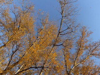Fototapeta premium autumn golden trees against sky bottom view