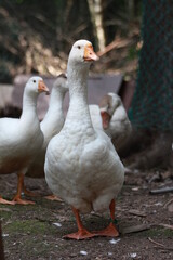 White Domesticated Ducks walking. goose farm.