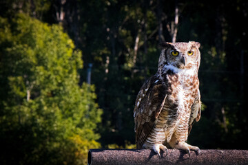 Wise owl looking into camera