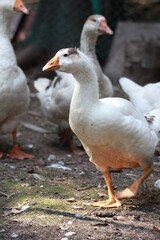 Naklejka na ściany i meble White Domesticated Ducks walking. goose farm.