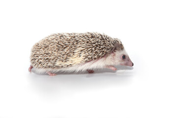 An African cute hedgehog with brown spines and needles on its back stomps on a white isolated background © Шамиль Алиев