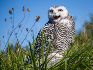 Snowy Owl screeching at movement camera left