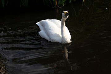 A close up of a Bewick Swan