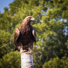 Golden Eagle on perch looking right
