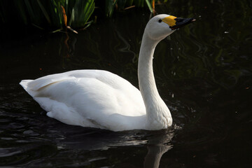 A close up of a Bewick Swan