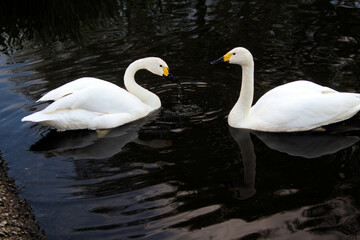 A view of a pair  of Bewick Swans