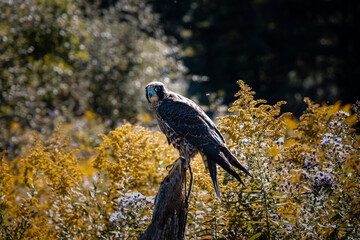Peregrine Falcon