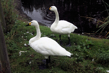 A view of a pair  of Bewick Swans