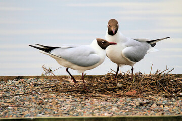 seagull on the beach