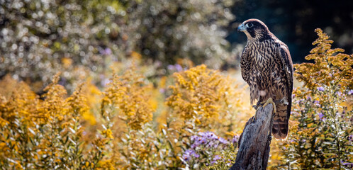 Peregrine Falcon with space for text (magazine)