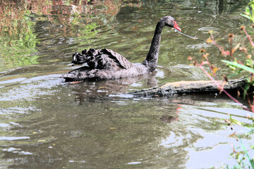 A close up of a Black Swan
