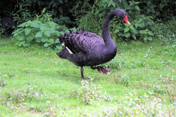 A close up of a Black Swan