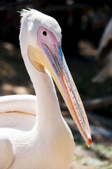 Large portrait of a pelican in the reserve