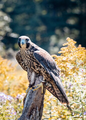 Peregrine Falcon on perch looking into camera