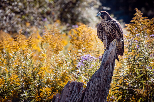 Peregrine Falcon with space for text 