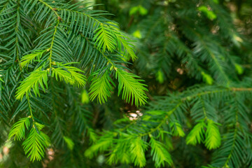 Chinese plum yew (Cephalotaxus fortunei) in Arboretum Park Southern Cultures in Sirius (Adler) Sochi. Close-up new bright green foliage. Selective focus. Nature concept for design