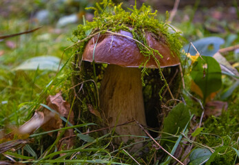 White mushroom in the grass in the forest at the end of summer