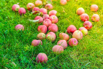 The harvested harvest of red juicy apples lies on the green grass