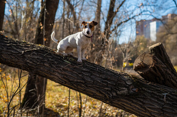 Fototapeta premium Jack russell terrier dog for a walk in the autumn forest.