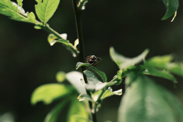 Insetti su una foglia