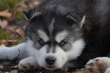 siberian puppy on hay