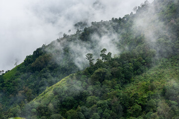 Fototapeta premium heavy fog in the forest view from above