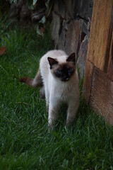 Photo of a white cat withblue eyes