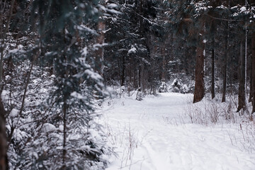 Fototapeta premium Winter forest. Landscape of the park in winter. Snow-covered trees at the edge.