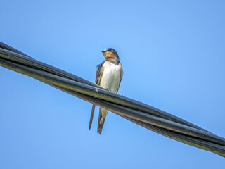 swallow perched on a cable with bright blue sky as background