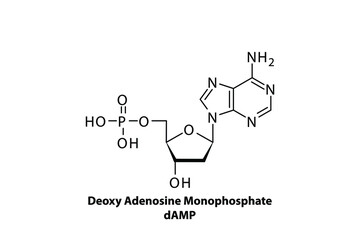 Fototapeta premium dAMP - Deoxyadenosine monophospate Nucleotide molecule strcuture on white background