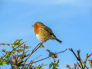 beautiful robin singing in the sunshine with blue sky as background