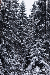 Winter forest. Landscape of the park in winter. Snow-covered trees at the edge.